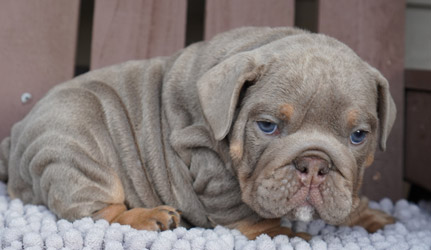 Male bulldog puppy