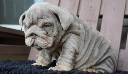 Male english bulldog puppy