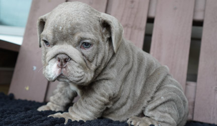 Male english bulldog puppy