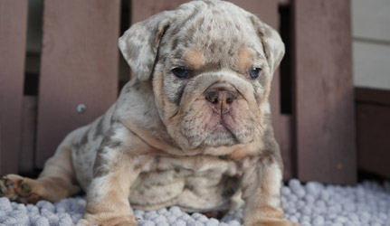 Male english bulldog puppy