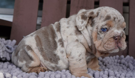 Male bulldog puppy